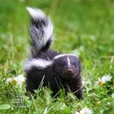 2.69: Skunkies 2018!